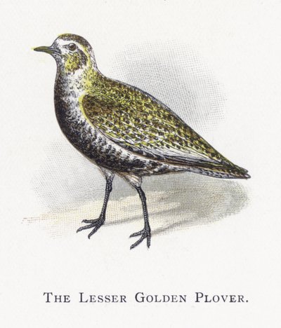 The Lesser Golden Plover af Alexander Francis Lydon